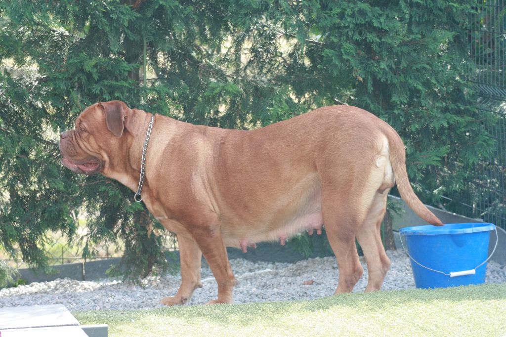 Ossi fraga Sweet Force