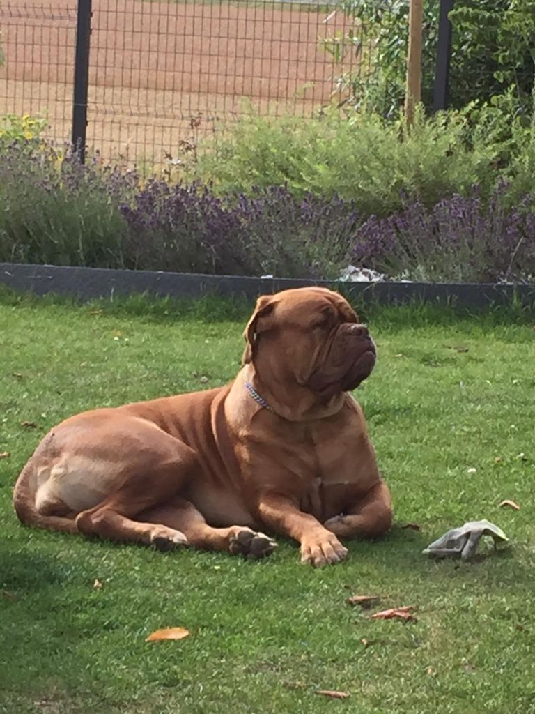 Ossi fraga Sweet Force