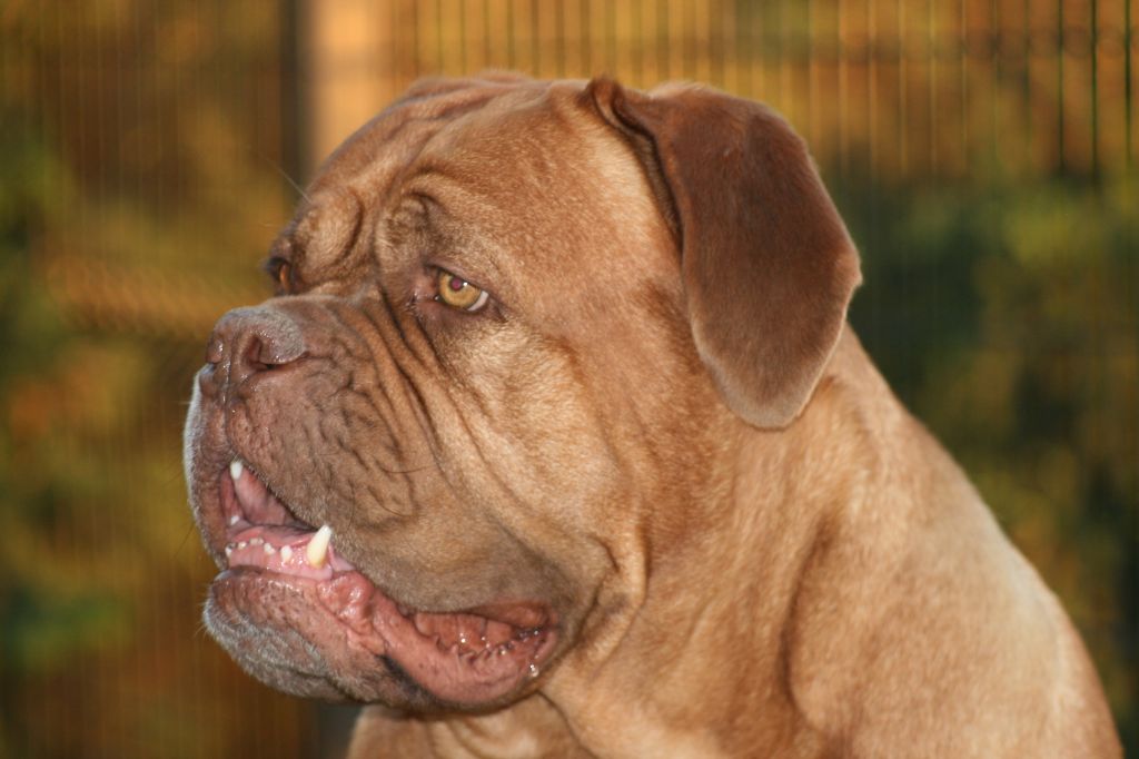 Ossi fraga Sweet Force