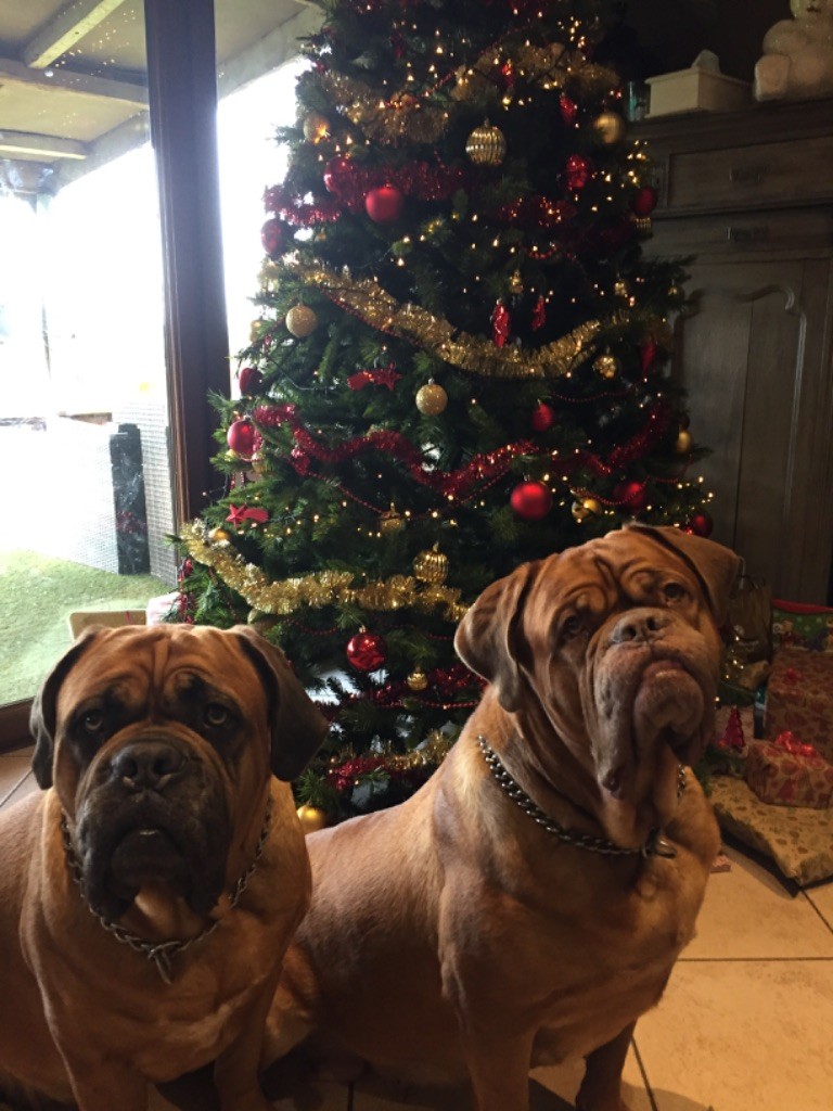 Ossi fraga Sweet Force