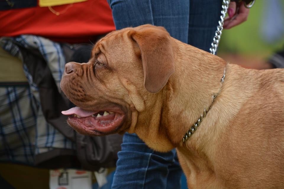 Ossi fraga Sweet Force