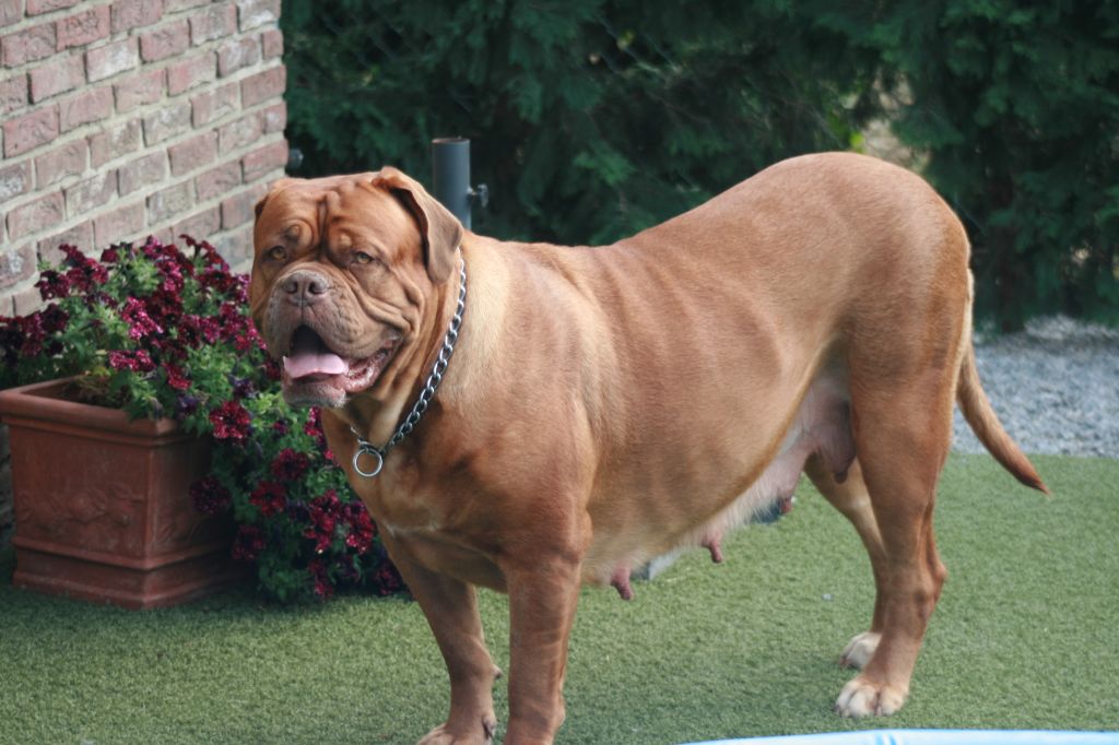 Ossi fraga Sweet Force