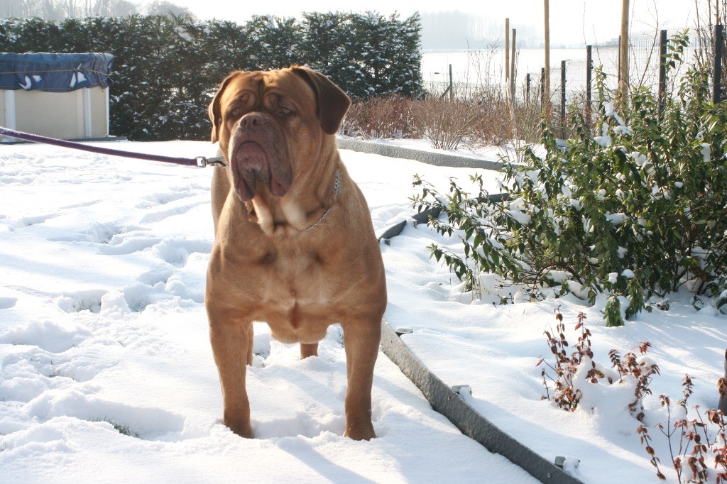 Ossi fraga Sweet Force