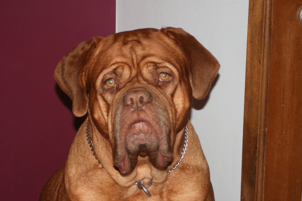 Ossi fraga Sweet Force