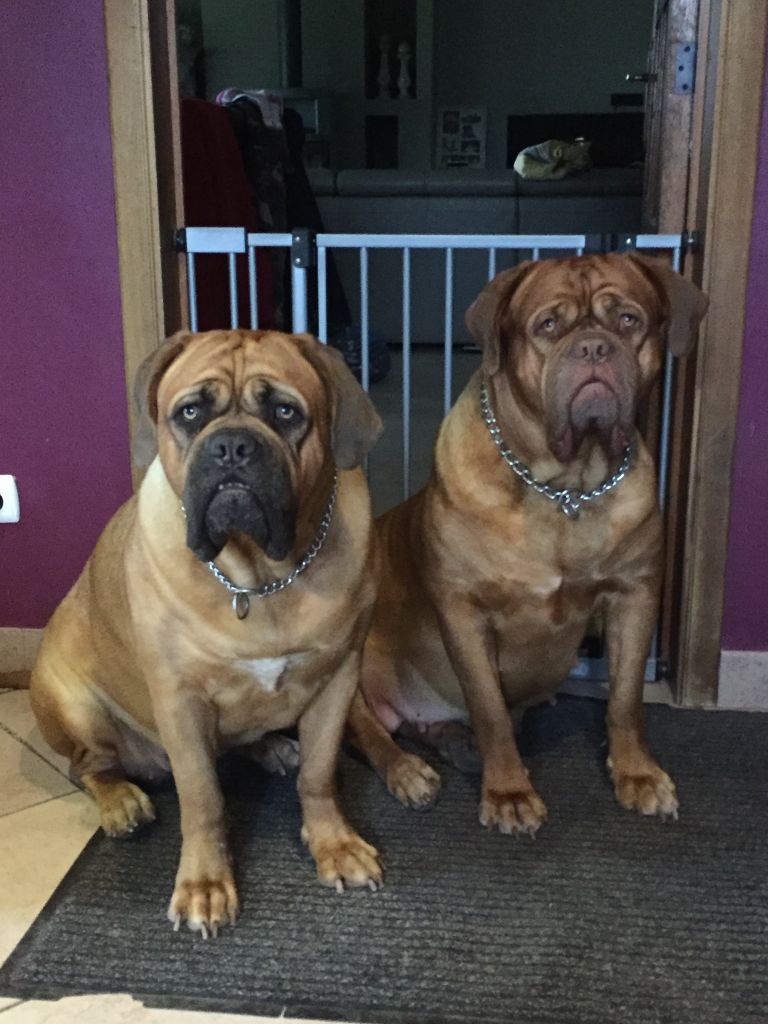 Ossi fraga Sweet Force