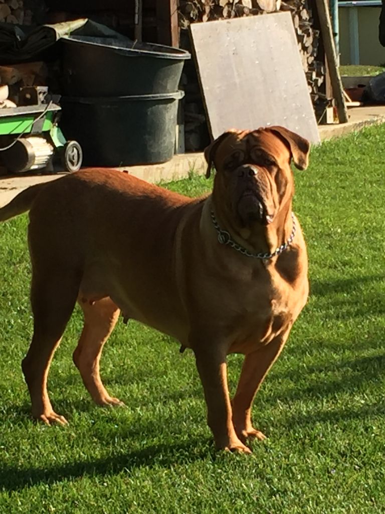 Ossi fraga Sweet Force