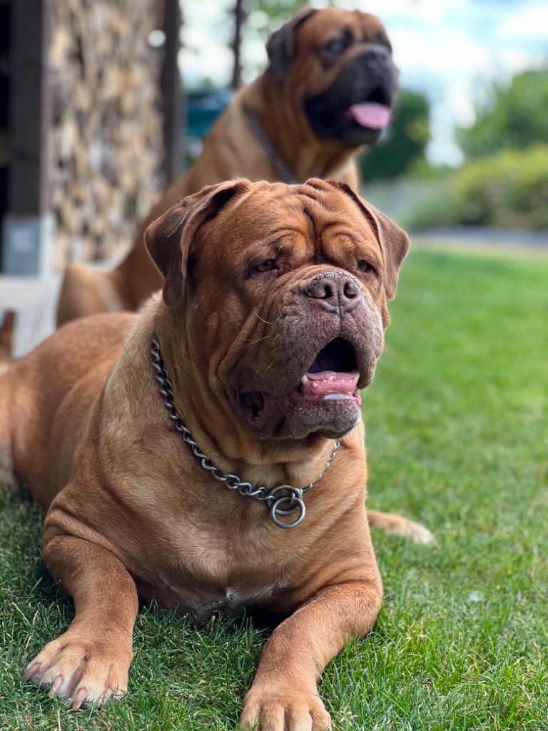 Ossi fraga Sweet Force