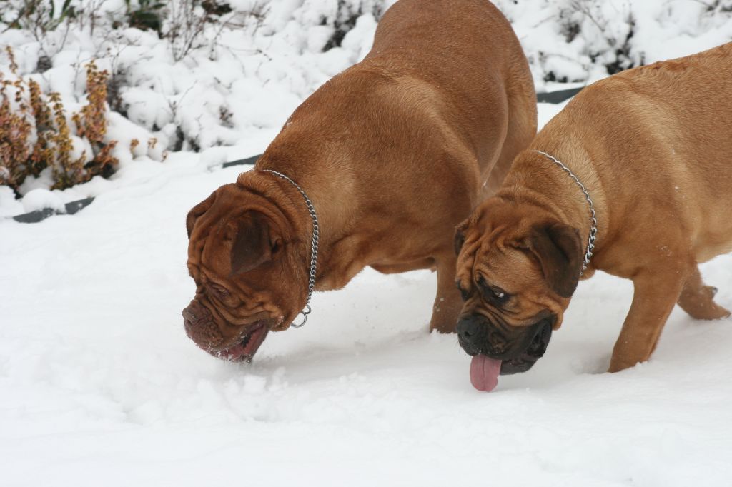 Ossi fraga Sweet Force