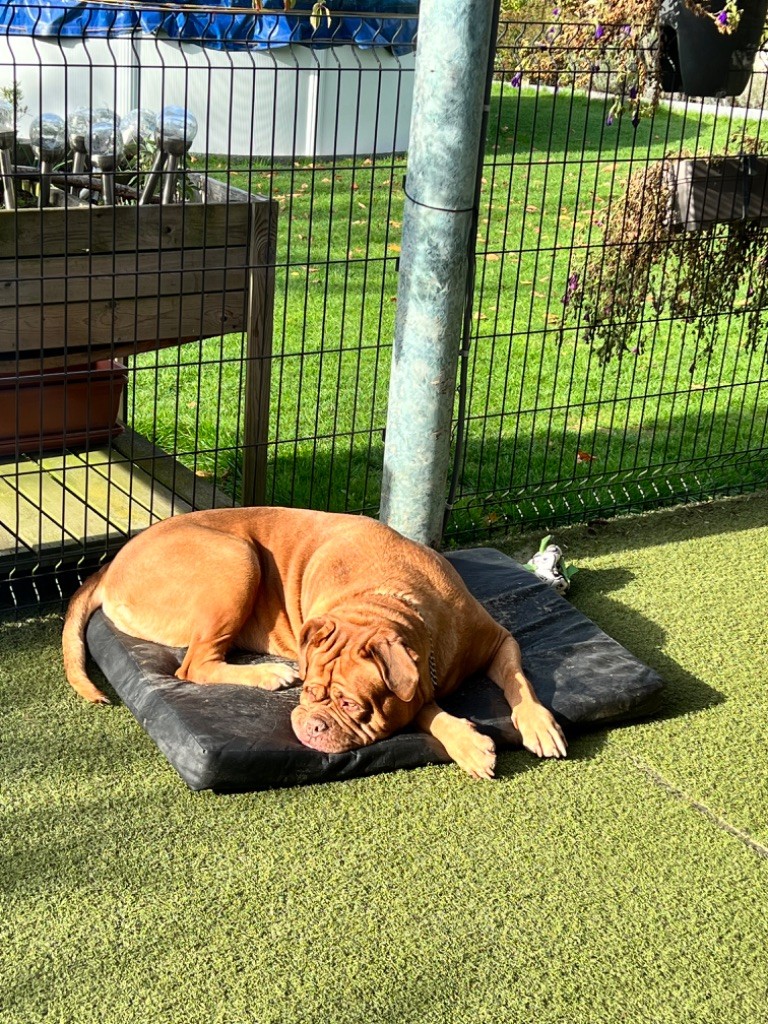 Ossi fraga Sweet Force