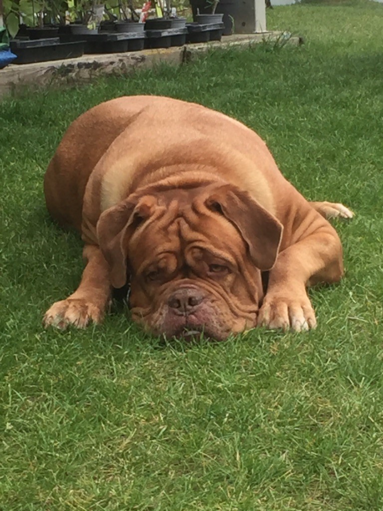 Ossi fraga Sweet Force