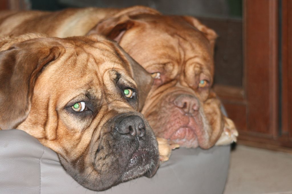 Ossi fraga Sweet Force