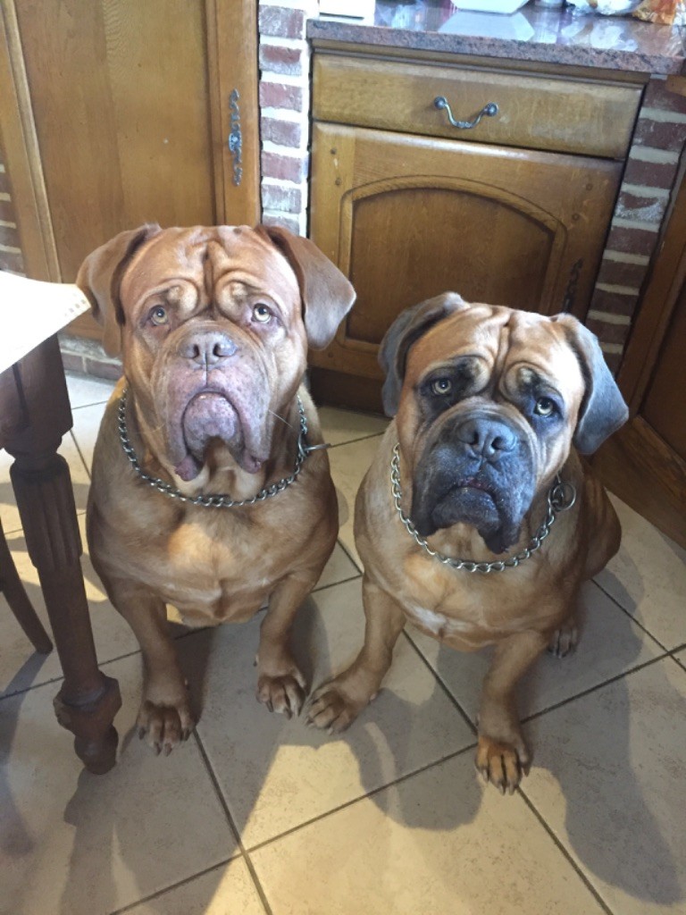 Ossi fraga Sweet Force