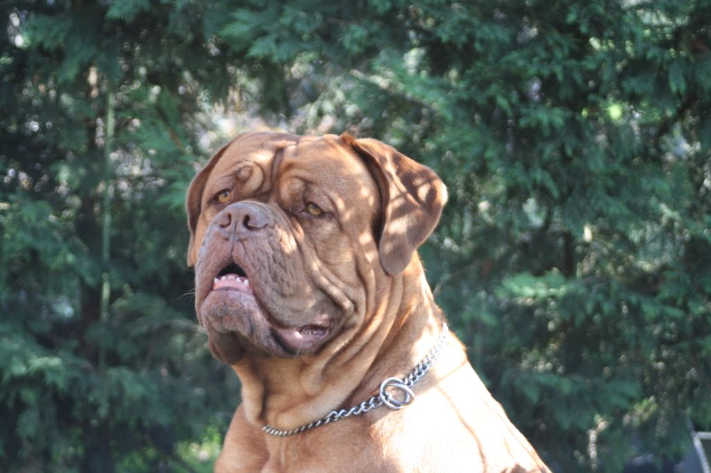 Ossi fraga Sweet Force