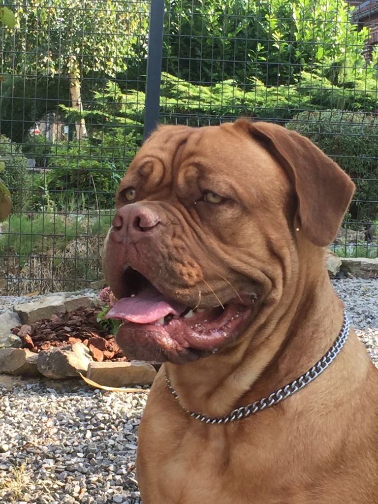 Ossi fraga Sweet Force