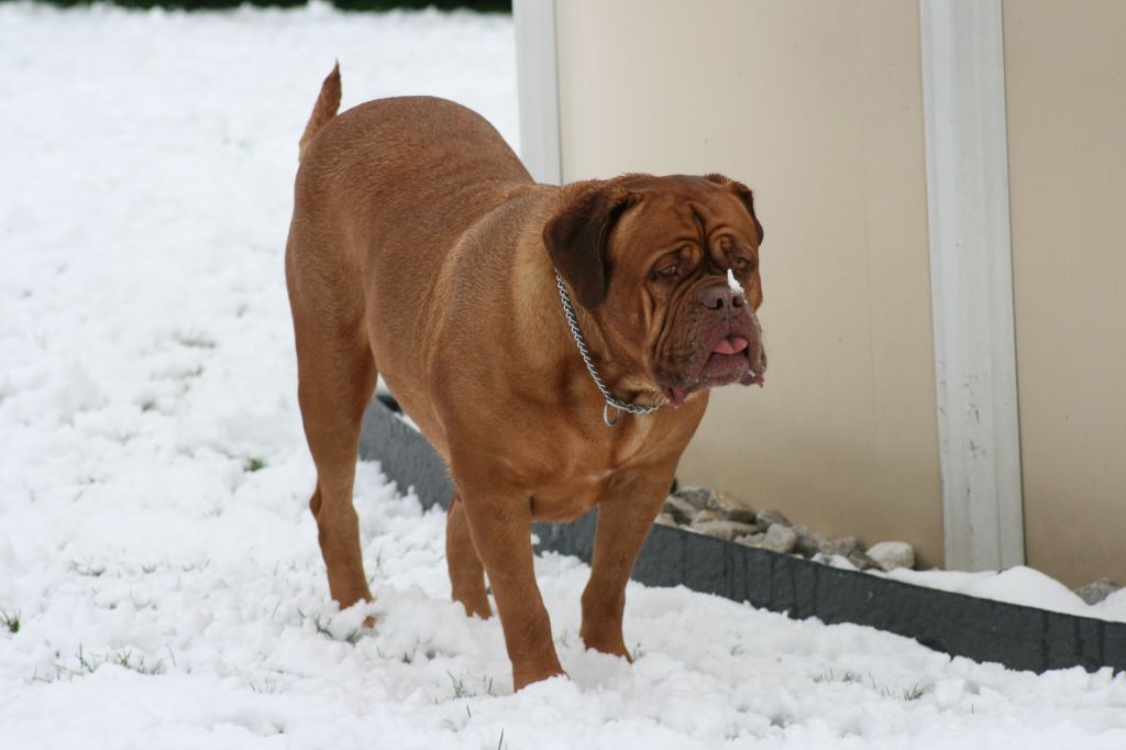 Ossi fraga Sweet Force