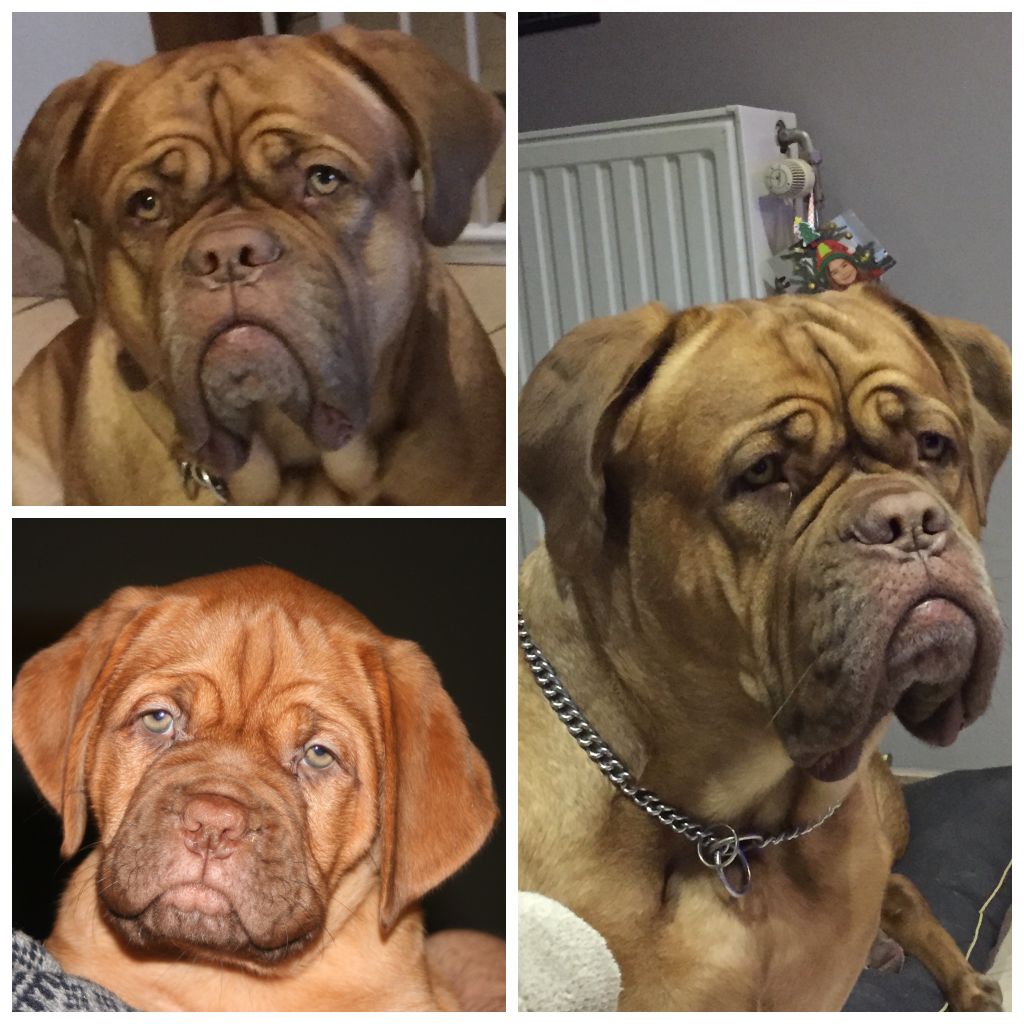 Ossi fraga Sweet Force