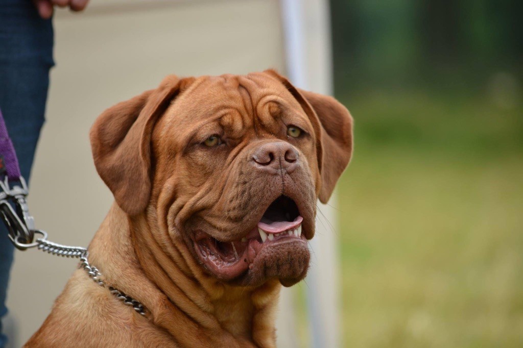 Ossi fraga Sweet Force