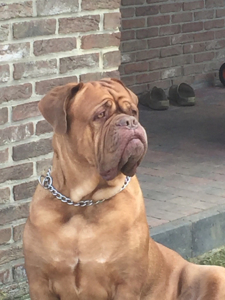 Ossi fraga Sweet Force