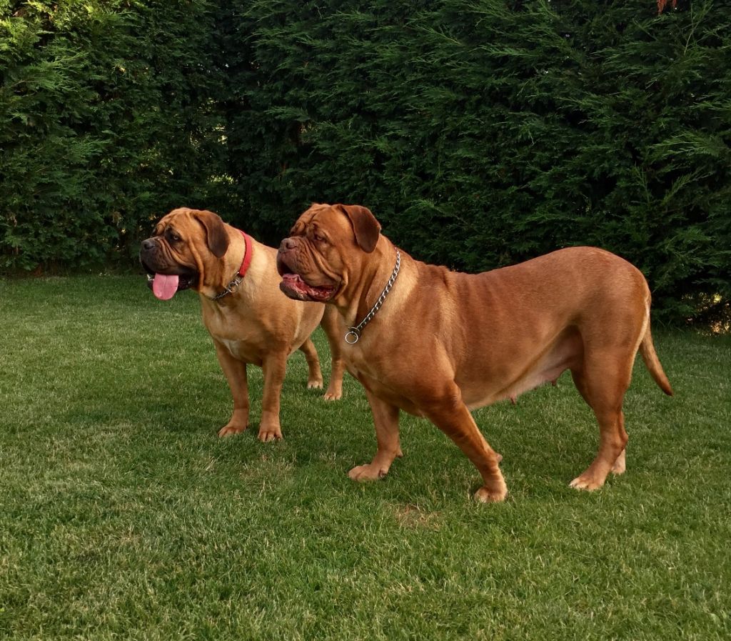 Ossi fraga Sweet Force