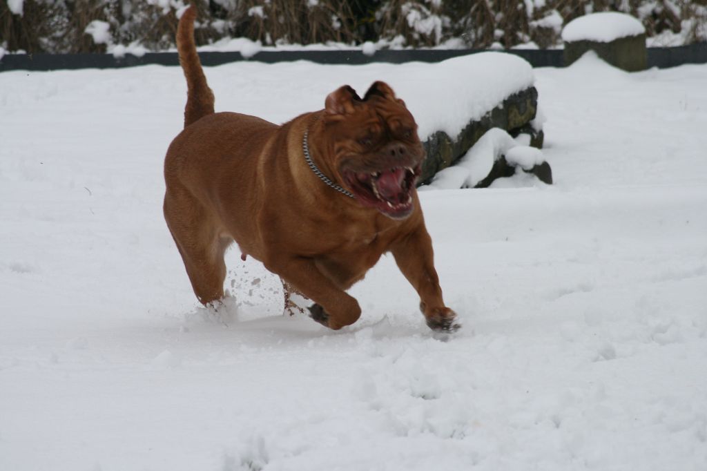 Ossi fraga Sweet Force