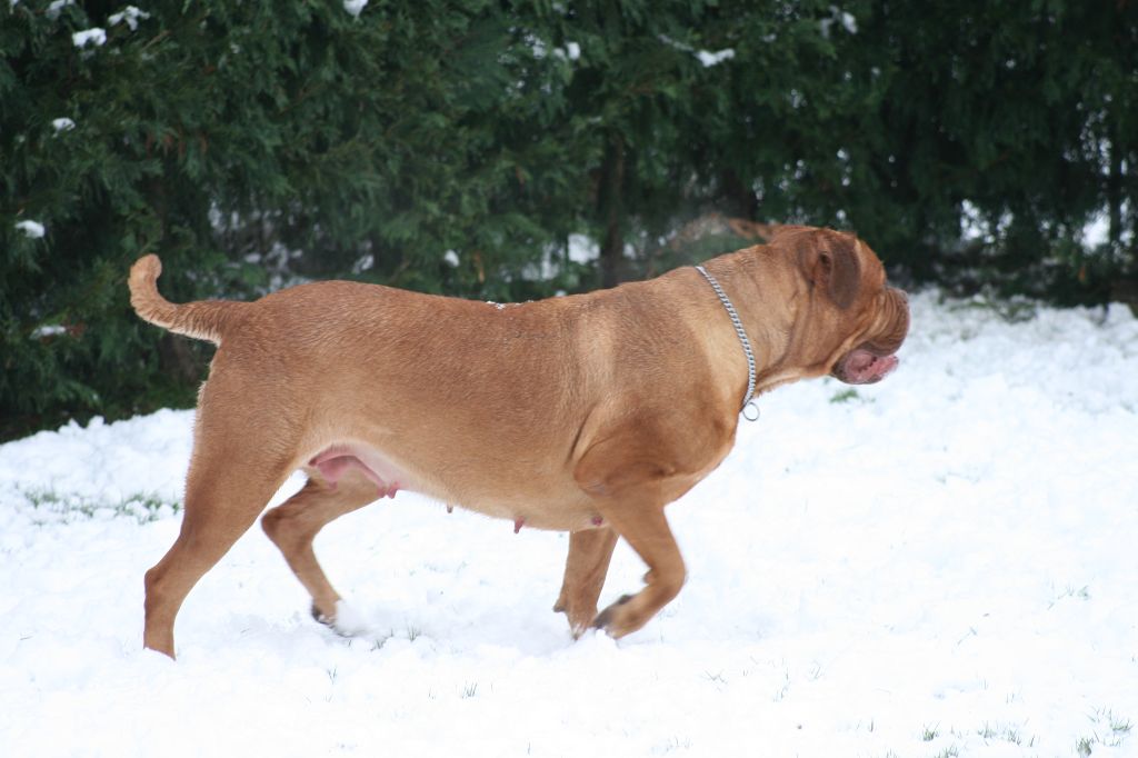 Ossi fraga Sweet Force