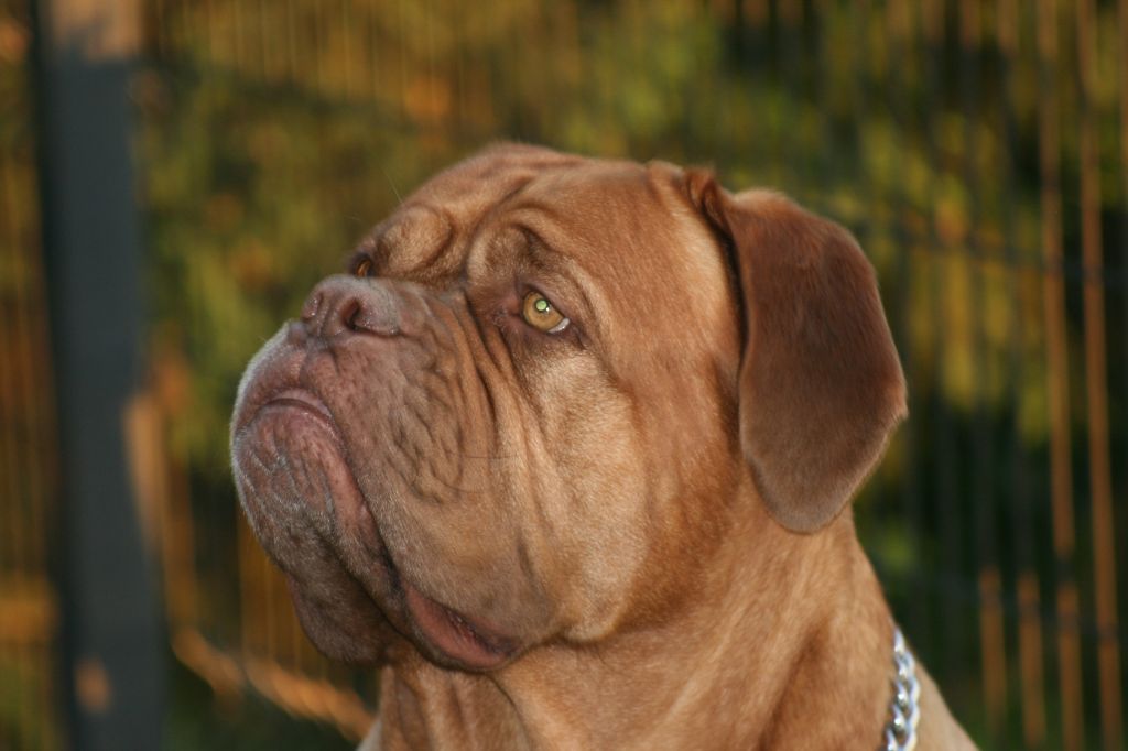 Ossi fraga Sweet Force