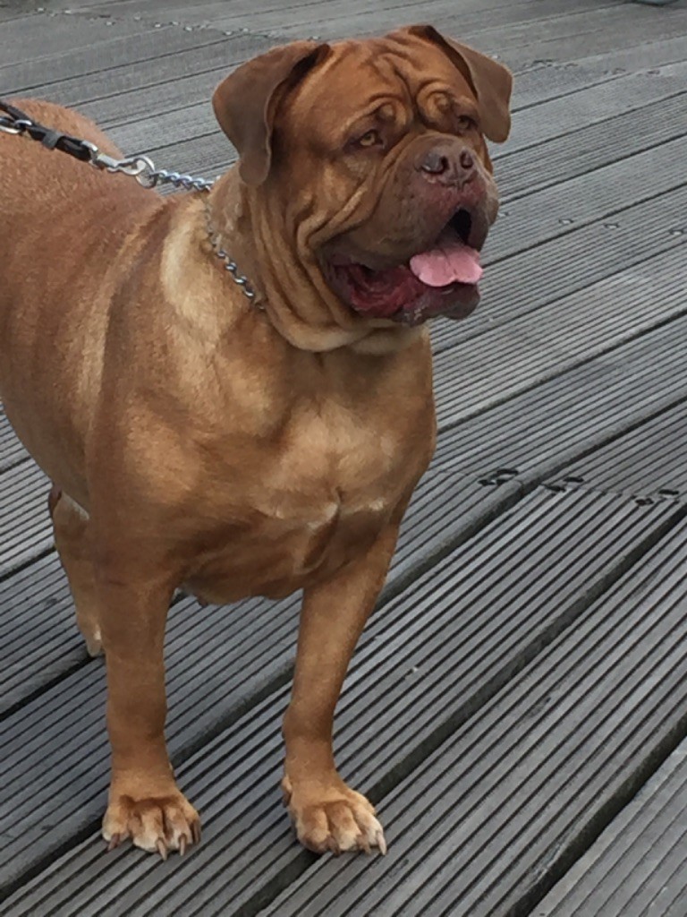 Ossi fraga Sweet Force