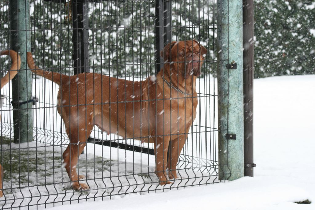 Ossi fraga Sweet Force