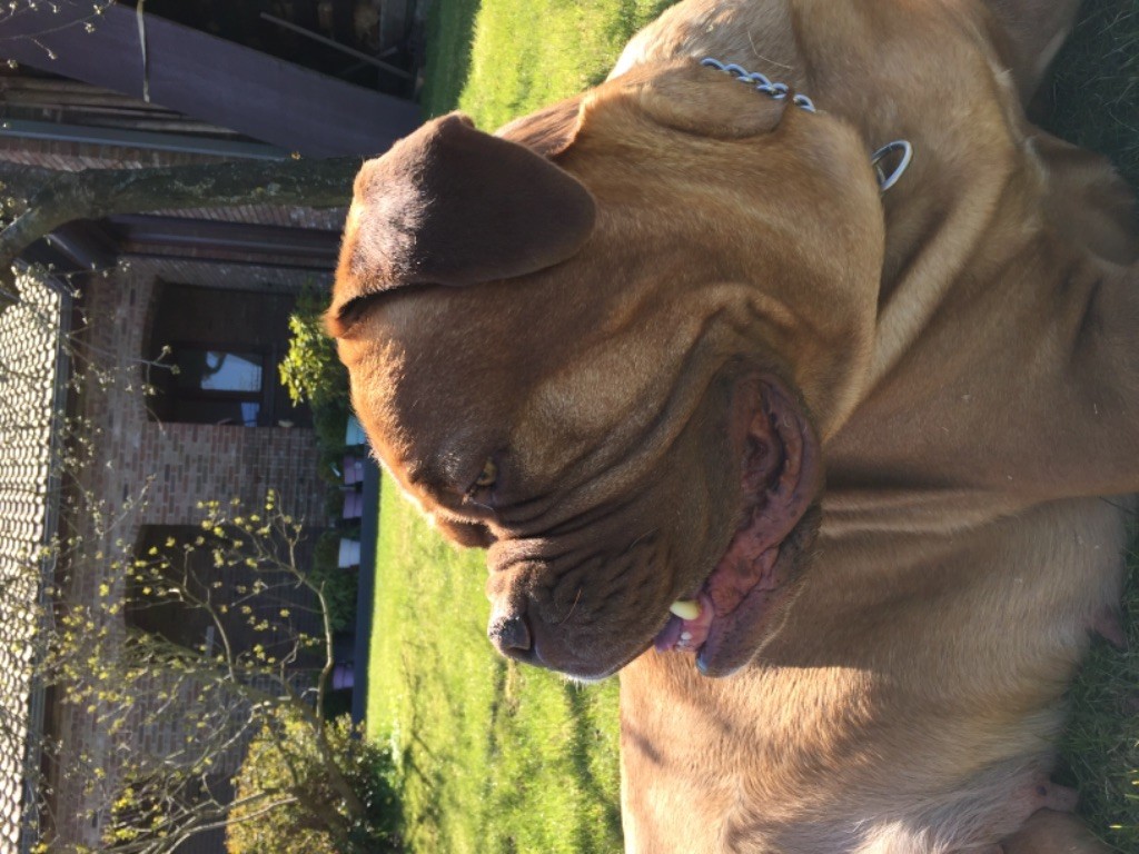 Ossi fraga Sweet Force