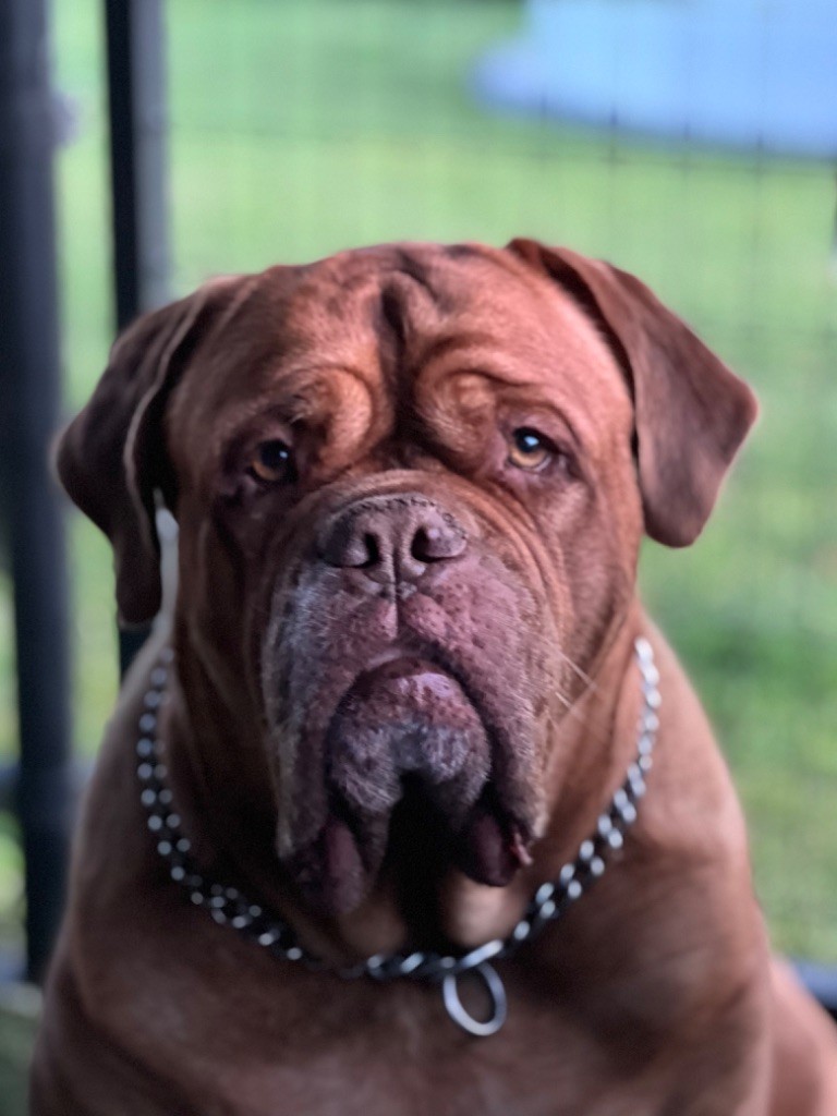 Ossi fraga Sweet Force