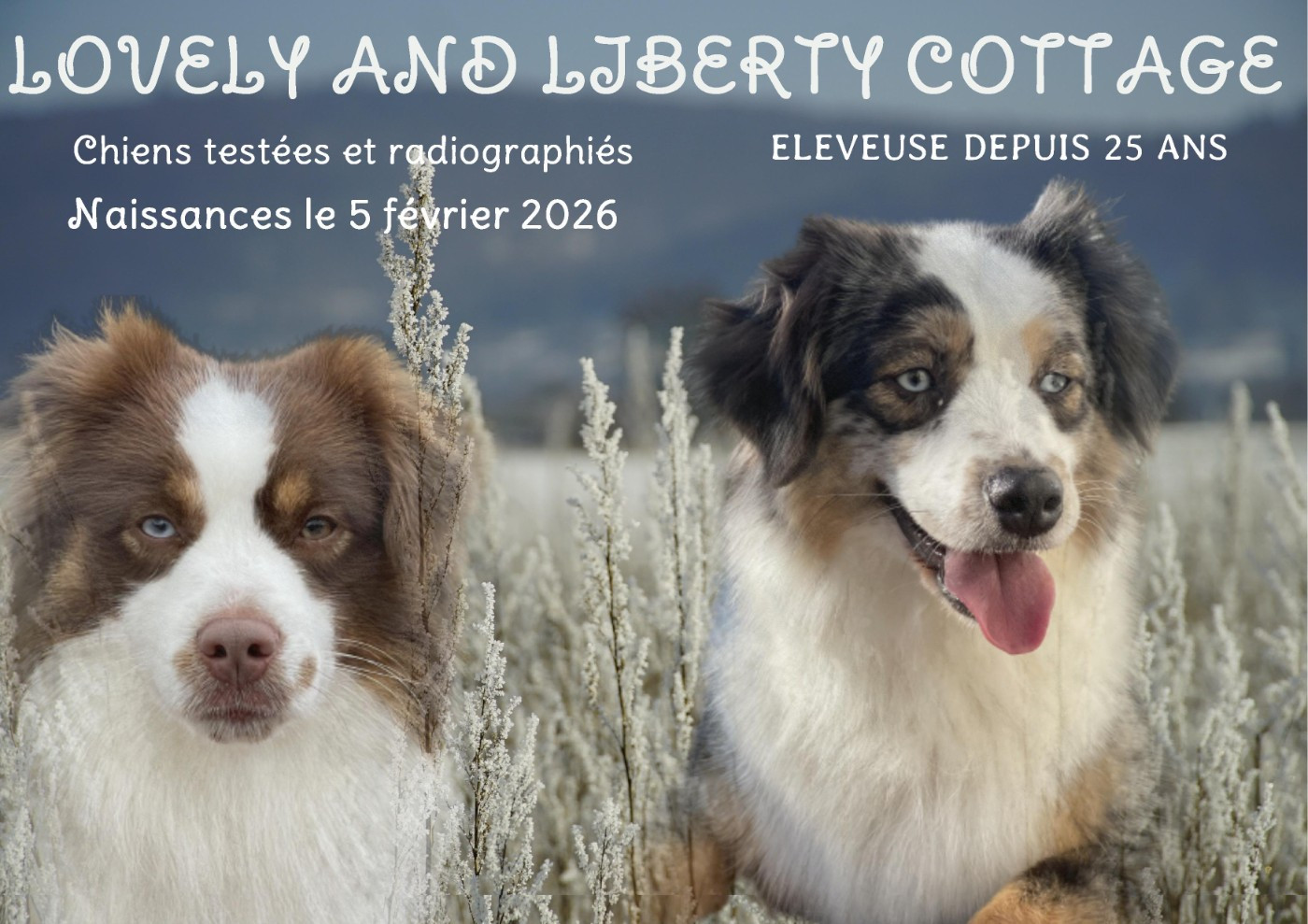 Berger Américain Miniature  - Lovely And Liberty Cottage