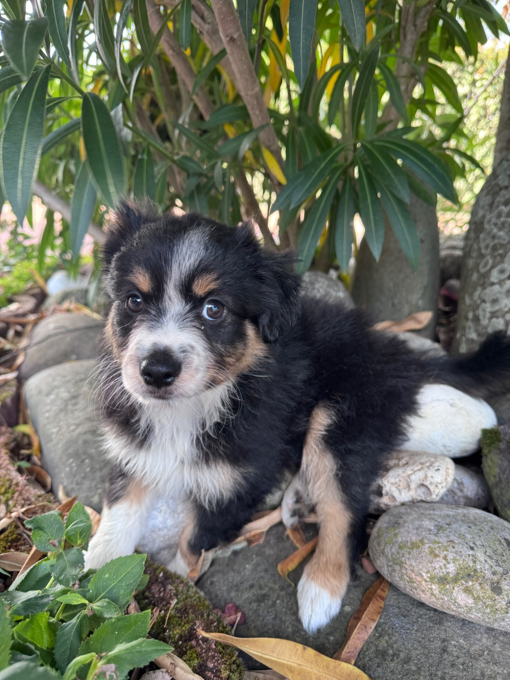 Chiot N°2 - Berger Américain Miniature 