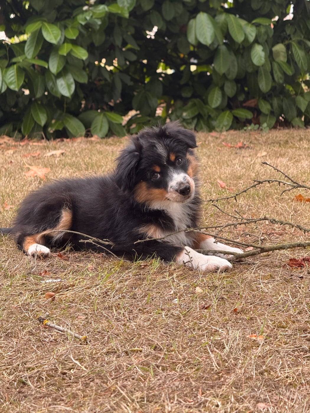 Chiot N°6