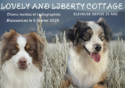 Les chiots de Berger Américain Miniature