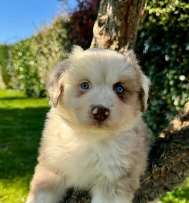 Les chiots de Berger Américain Miniature 