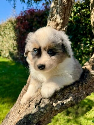 Les chiots de Berger Américain Miniature 
