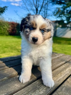 Les chiots de Berger Américain Miniature 