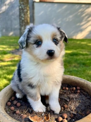 Les chiots de Berger Américain Miniature 
