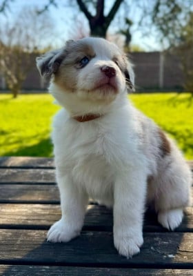 Les chiots de Berger Américain Miniature 