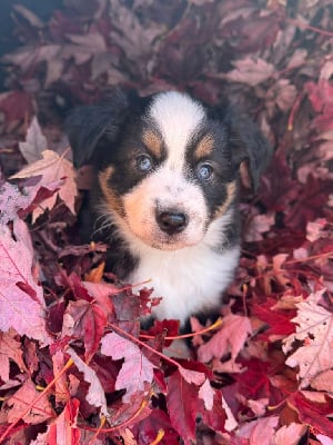 Les chiots de Berger Américain Miniature