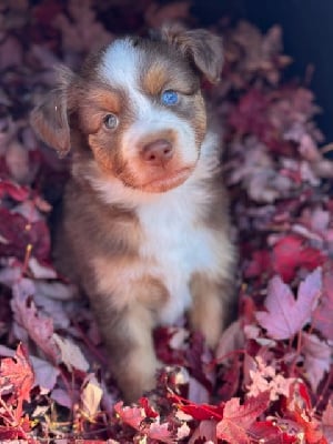 Les chiots de Berger Américain Miniature