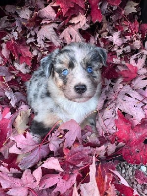 Les chiots de Berger Américain Miniature