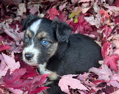 Les chiots de Berger Américain Miniature