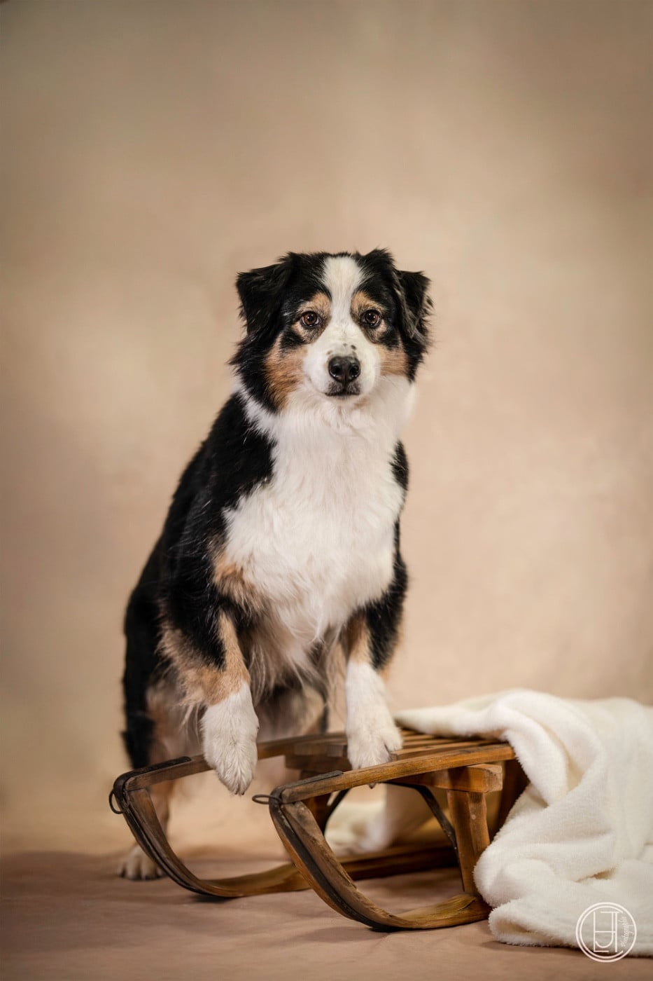 Nikky my beautiful lady Des Bergers D'Hadisga