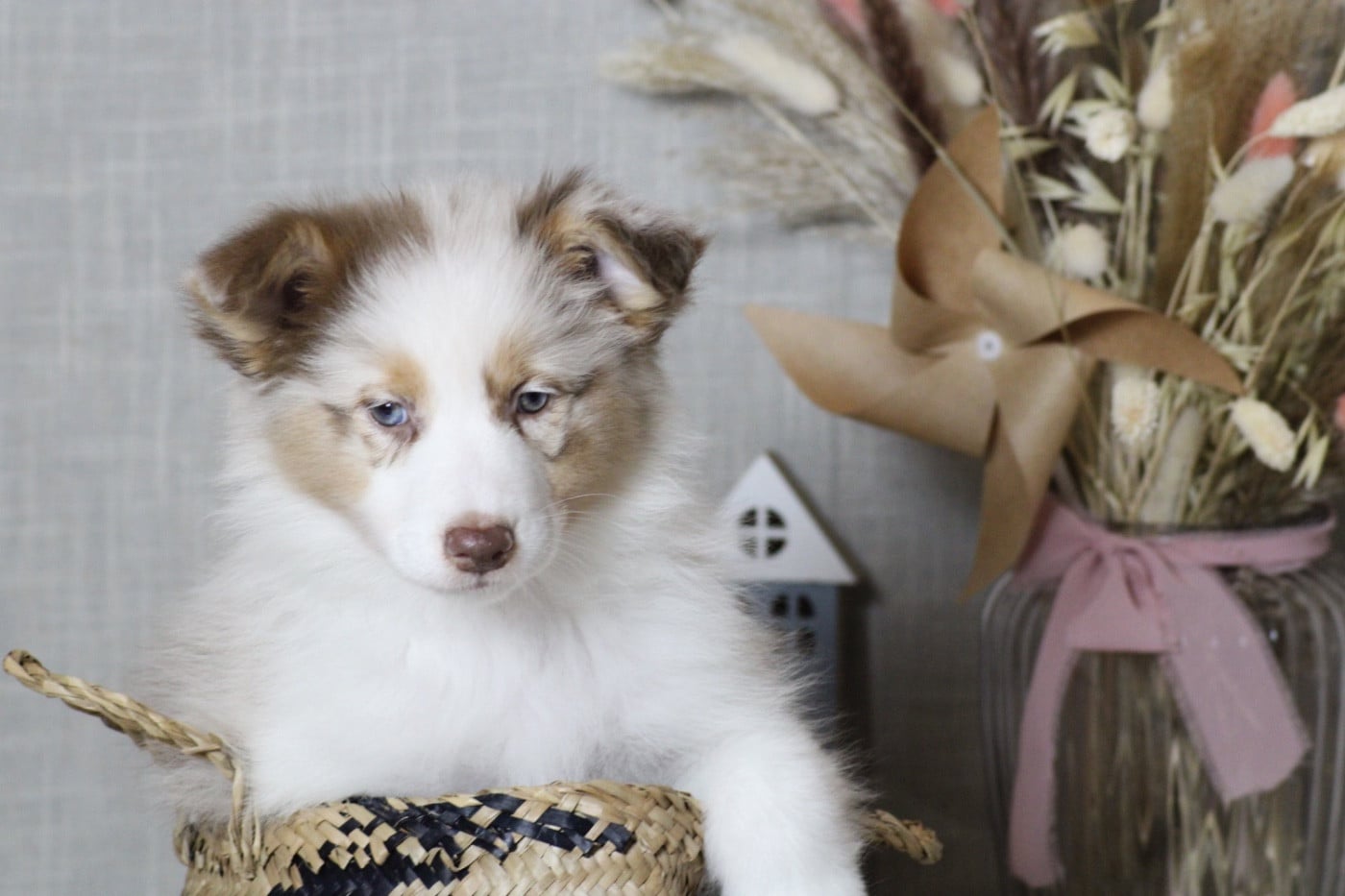 A merry Chrismas NEIGE