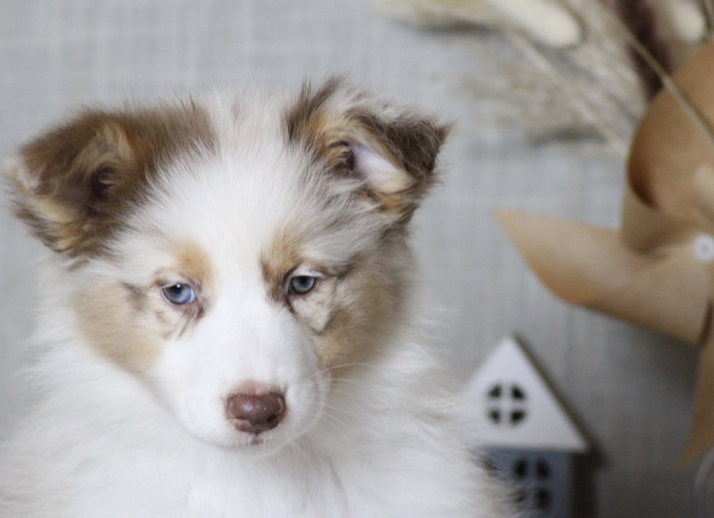 A merry Chrismas NEIGE