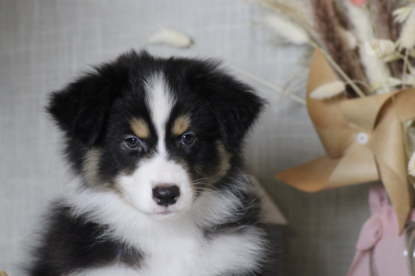 A merry christmas SNOW