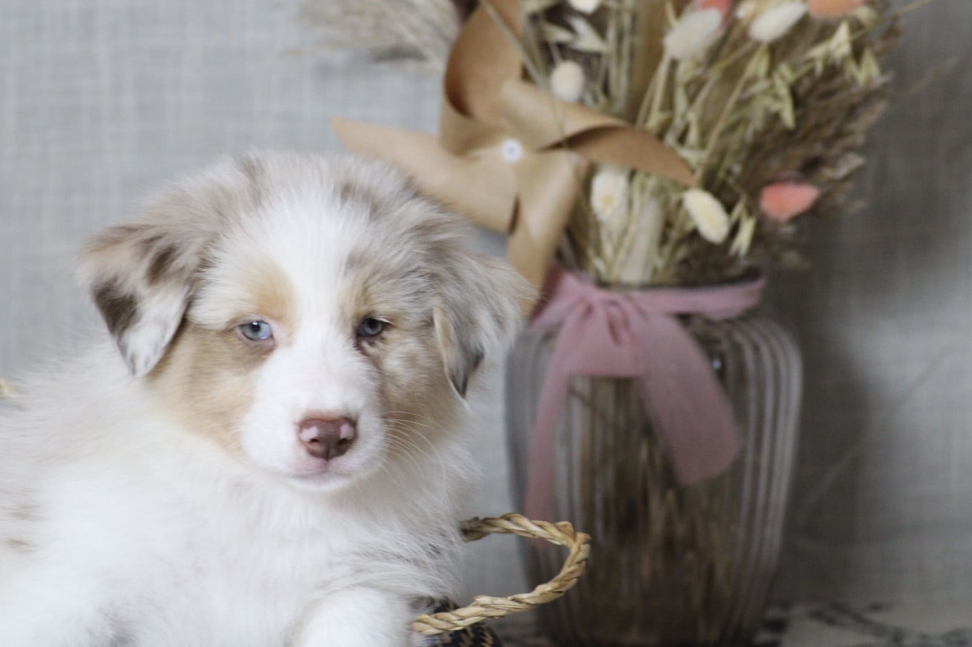 A merry christmas MAGIE