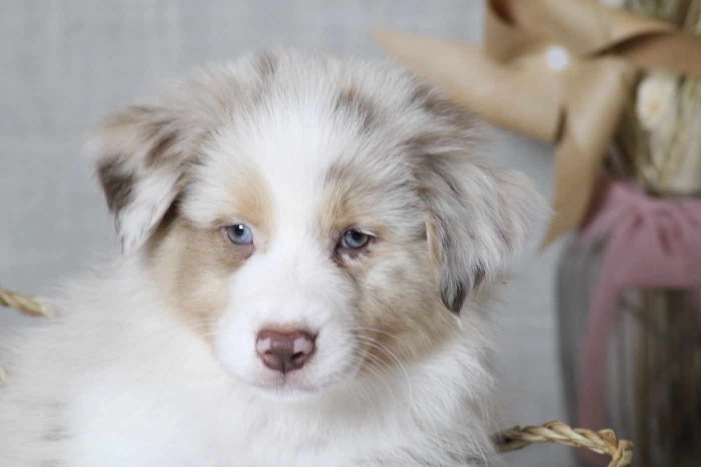 A merry christmas MAGIE