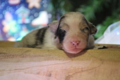 Les chiots de Berger Australien